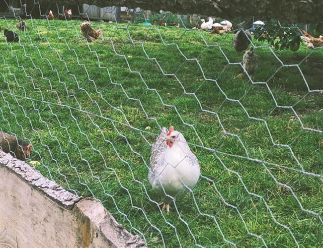 Hot Dipped Galvanized Chicken Mesh Fence 22 Gauge 25mm Hexagonal Hole 1