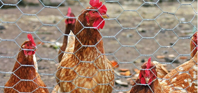 304 Stainless Steel Chicken Mesh Fence Hexagonal AISI EN10223 2