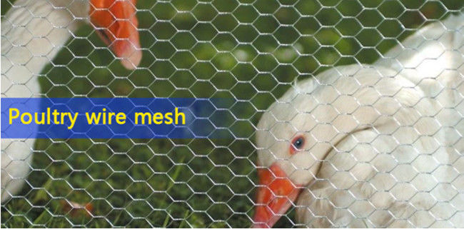 Galvanized BWG 12 Hexagonal Wire Mesh Netting For Feeding Chicken And Pets 0