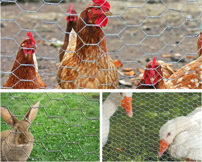 18 Gauge 2m Chicken Mesh Fence 50m Vinyl Coated Poultry Netting 1
