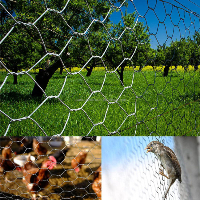 Anti Oxidation 150 Ft Poultry Chicken Mesh Fence Electro Galvanized BWG 25 0.5×25m 1