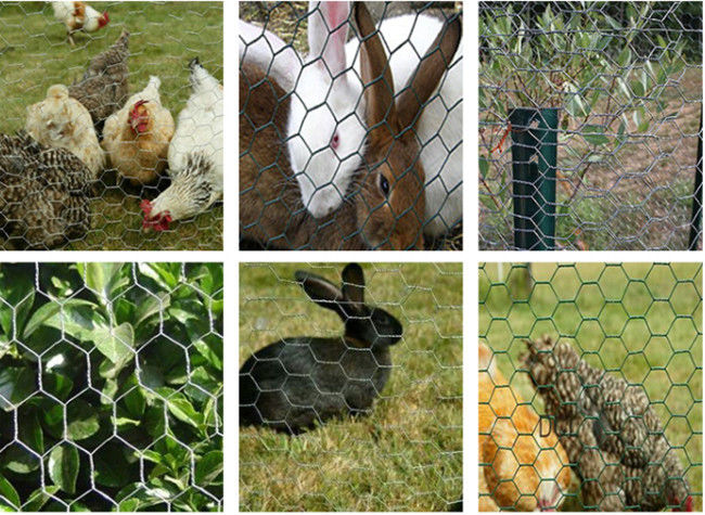 Hexagonal Hot Dip Galvanised 6ft Tall Chicken Wire Mesh For Bird Cage 1